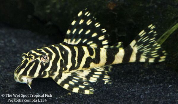Leopard Frog Pleco L134 (Peckoltia compta)