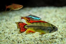 Apistogramma Double red cockatoo