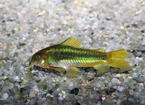 Corydoras Green laser (CW009)