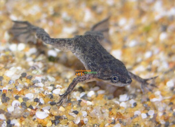 African Dwarf Frog (Hymenochirus sp.)