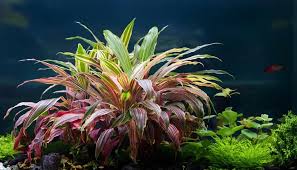 Alternanthera Bettzick Variegatus