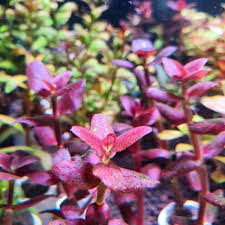 Bacopa Salzmannii Araguia