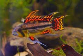 Apistogramma Cockatoo Super Red (Cacatuoides)