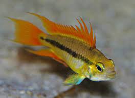 Apistogramma Cockatoo Super Orange (Cacatuoides)