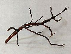 Manzanita Branch Wood