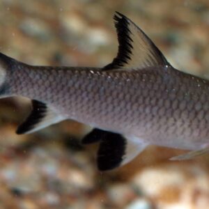 Bala Shark (Balantiocheilos melanopterus) 3-4.5"