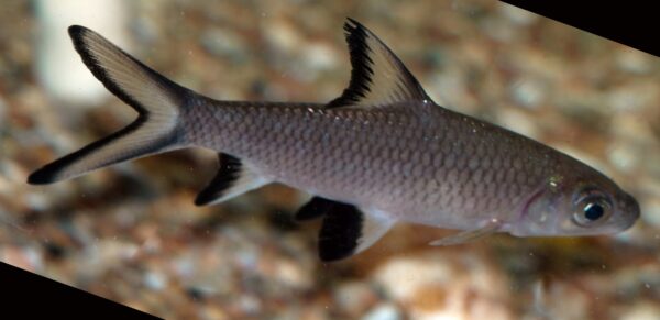 Bala Shark (Balantiocheilos melanopterus) 3-4.5"