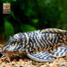 Yellow King Tiger Pleco L333