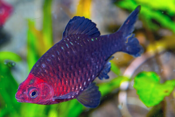 Black Ruby Barb (Pethia nigrofasciata)