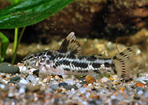 Aspidoras Poecilus
