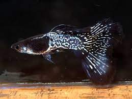 Black Lace Guppy