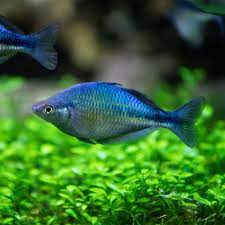 Lake Kubutu Turquoise Rainbowfish