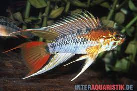 Apistogramma Viejita "Schwarzkehl" Pair