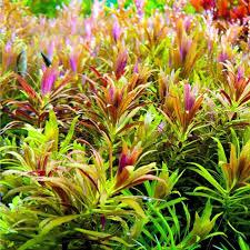Limnophila Aromatica