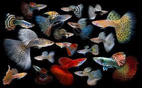 Fancy Guppy Assorted (Poecilia reticulata)