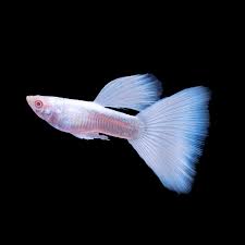 Albino Full Platinum Guppy