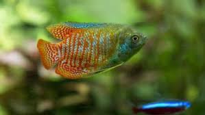 Royal Turquoise Gourami (Trichogaster lalius)