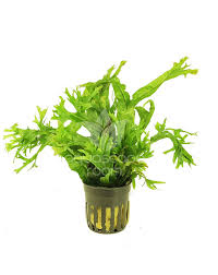 Microsorum Java fern 'Coral'