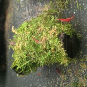 Java moss wood