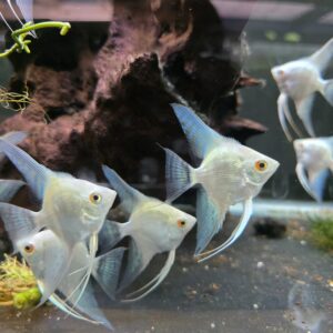 Seal Point Platinum Cross Angelfish