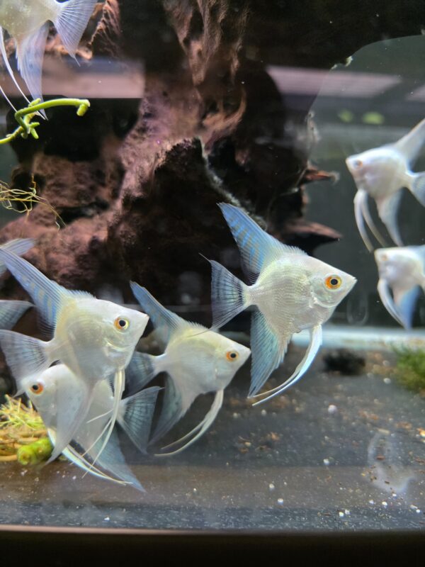 Seal Point Platinum Cross Angelfish