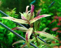 Limnophila belem