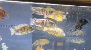 OB Peacock Cichlid (2.5-6")