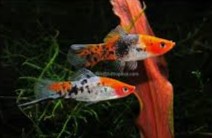 Sanke Swordtail cross