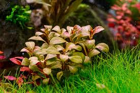 Ludwigia inclinata 'Dark Orange'