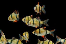 Tiger Barb (Puntigrus tetrazona)