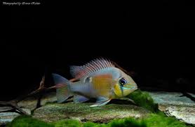 Cupid Cichlid Biotodoma (cupido)
