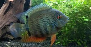 Green Severum (Heros Efasciatus)