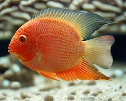 Red Spot Severum (Heros appendiculatus/Heros efasciatus)