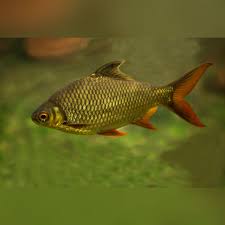 Tinfoil Barb (Barbonymus schwanenfeldii)