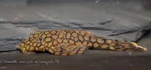 Honeycomb Bristlenose pleco (Ancistrus .sp Wabenmuster)