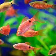 Rosy Barb (Pethia conchonius)
