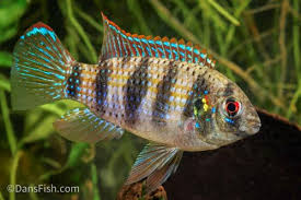 African Butterfly Cichlid (Anomalochromis thomasi)