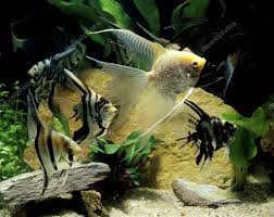 Angelfish 'Mixed Local bred'