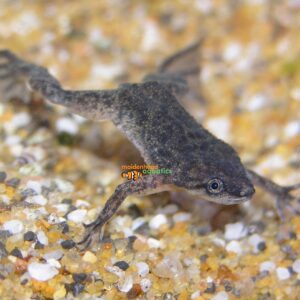 African Dwarf Frog (Hymenochirus sp.)
