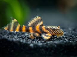 Alenquer Tiger Pleco L397 (Panaqolus sp.)