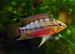 Apistogramma Hong Sloi