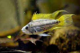Apistogramma Agassizii Yellow Flash