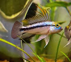 Apistogramma Trifasciata