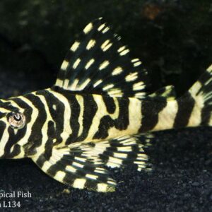 Leopard Frog Pleco L134 (Peckoltia compta)