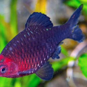 Black Ruby Barb (Pethia nigrofasciata)