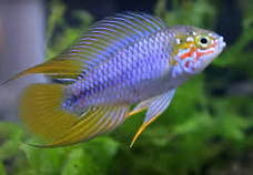 Apistogramma Borelli pr.