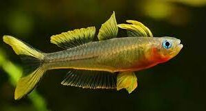 Forktail Blue eye Rainbow (Pseudomugil furcatus)