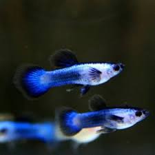 Panda guppy