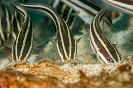 Striped Raphael Catfish (Platydoras armatulus)