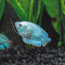 Dwarf Gourami Powder Blue (Trichogaster lalius)